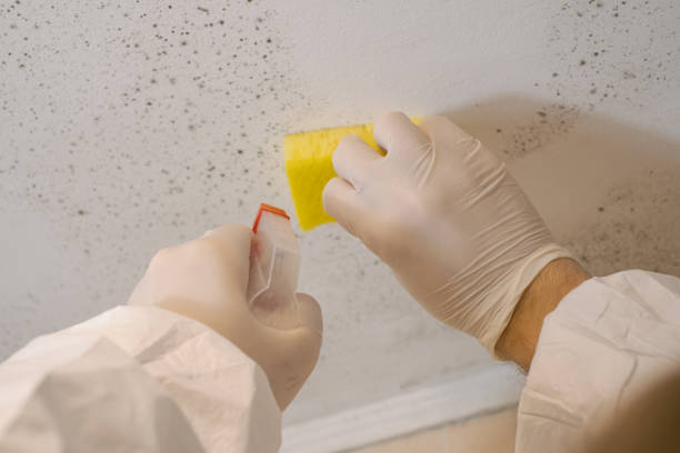 Best Industrial Mold Remediation  in Dobbs Ferry, NY